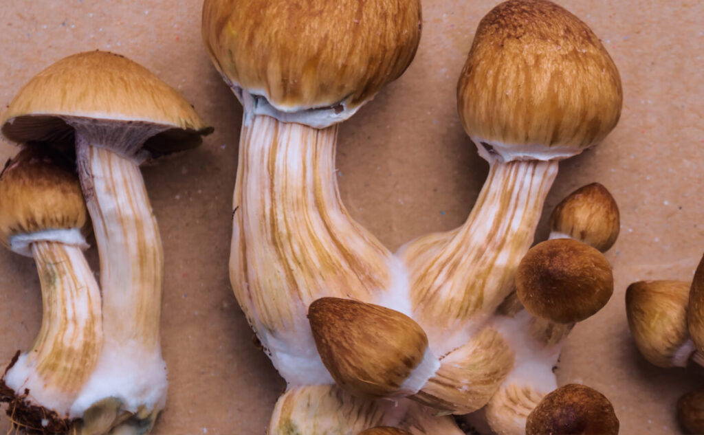 Mushrooms